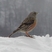 Alpine Accentor